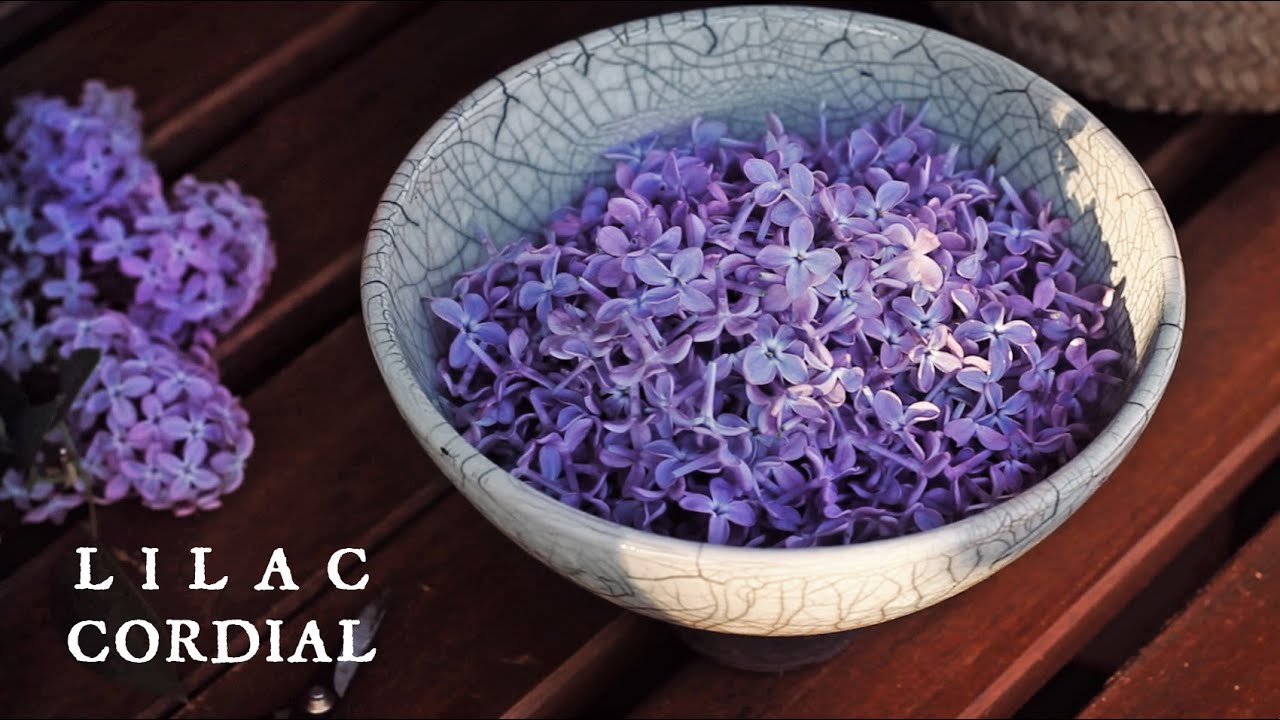 Purple Lilac Cordial & Syrup | Food from the forest, a foraging diary