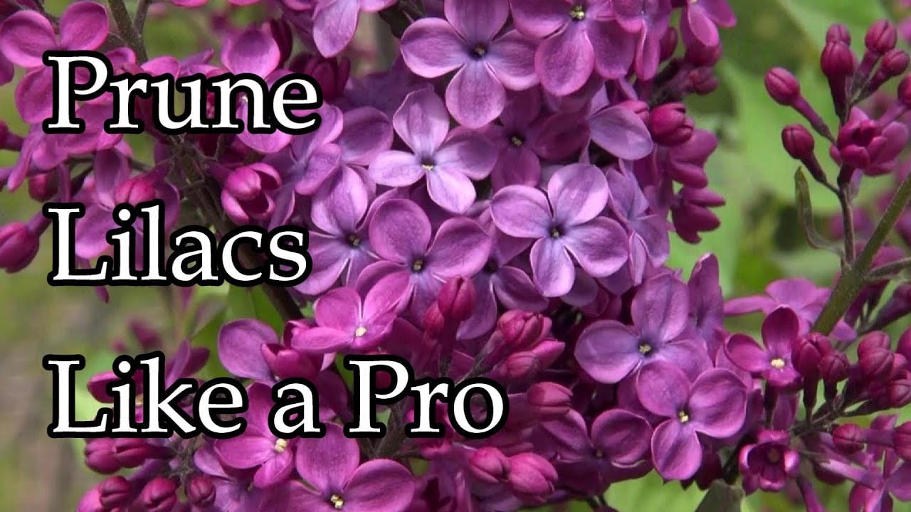 Expert Tips on Pruning Lilacs