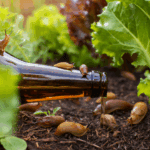 DIY Beer Trap: Say Goodbye to Pesky Slugs, Snails, and Pillbugs!