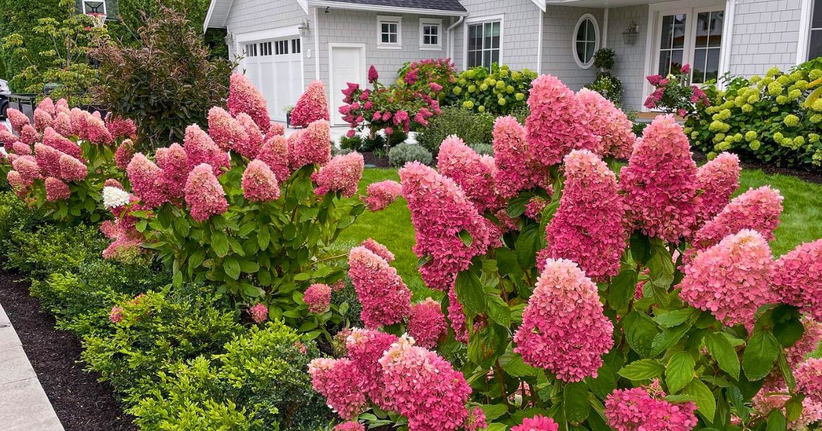 How to Grow and Care for Vanilla Strawberry Hydrangea for Breathtaking ...