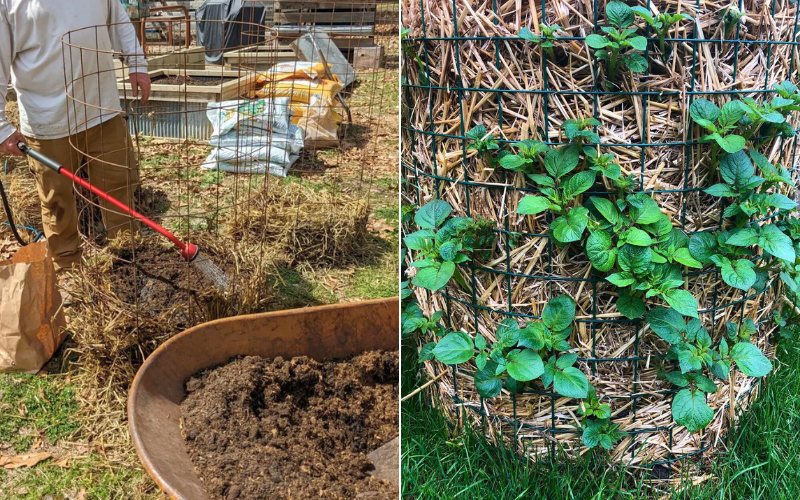 Watering and Growth: Ensuring Vigorous Health