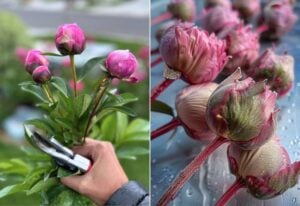 How to Store Peonies in Your Fridge for Up to 12 Weeks and Get Them to Bloom Later