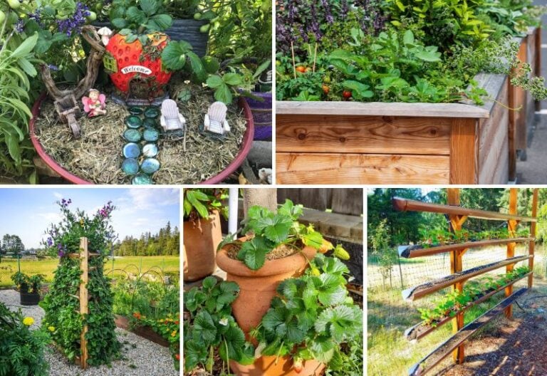 22 Innovative Strawberry Planter Ideas For Big Harvests in Minimal Spaces