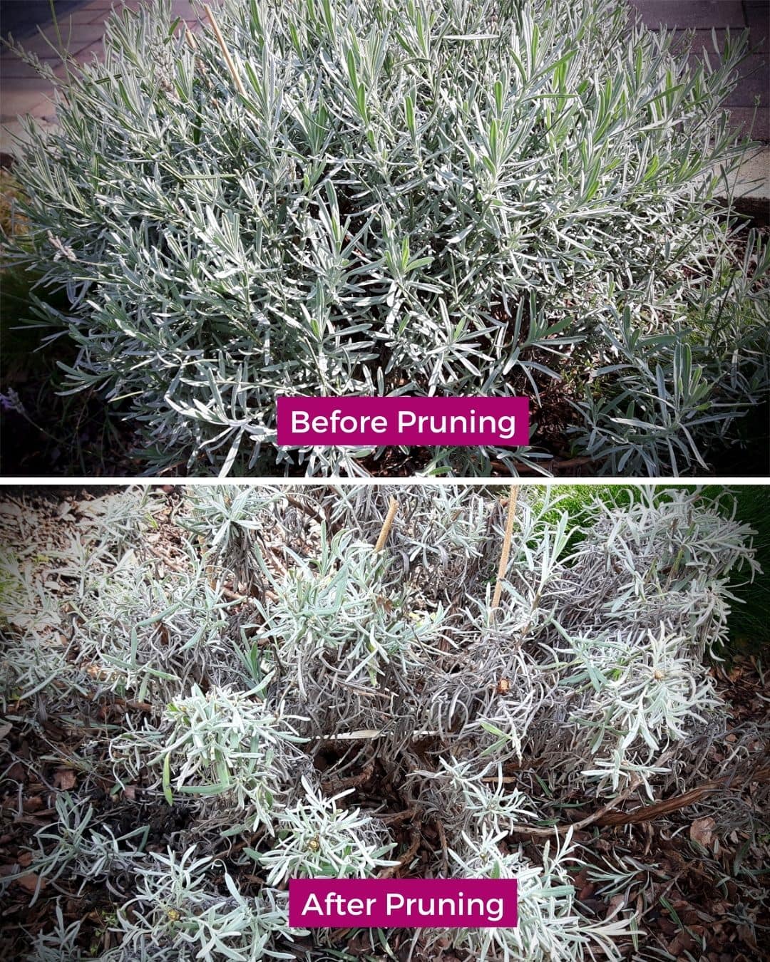 How and When to Prune Different Types of Lavender in Every Season