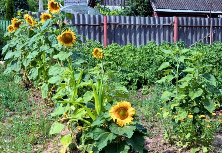 Why You Should ALWAYS Plant Sunflowers in Your Garden