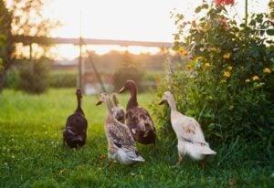 Why and How to Raise Indian Runner Ducks in Your Garden