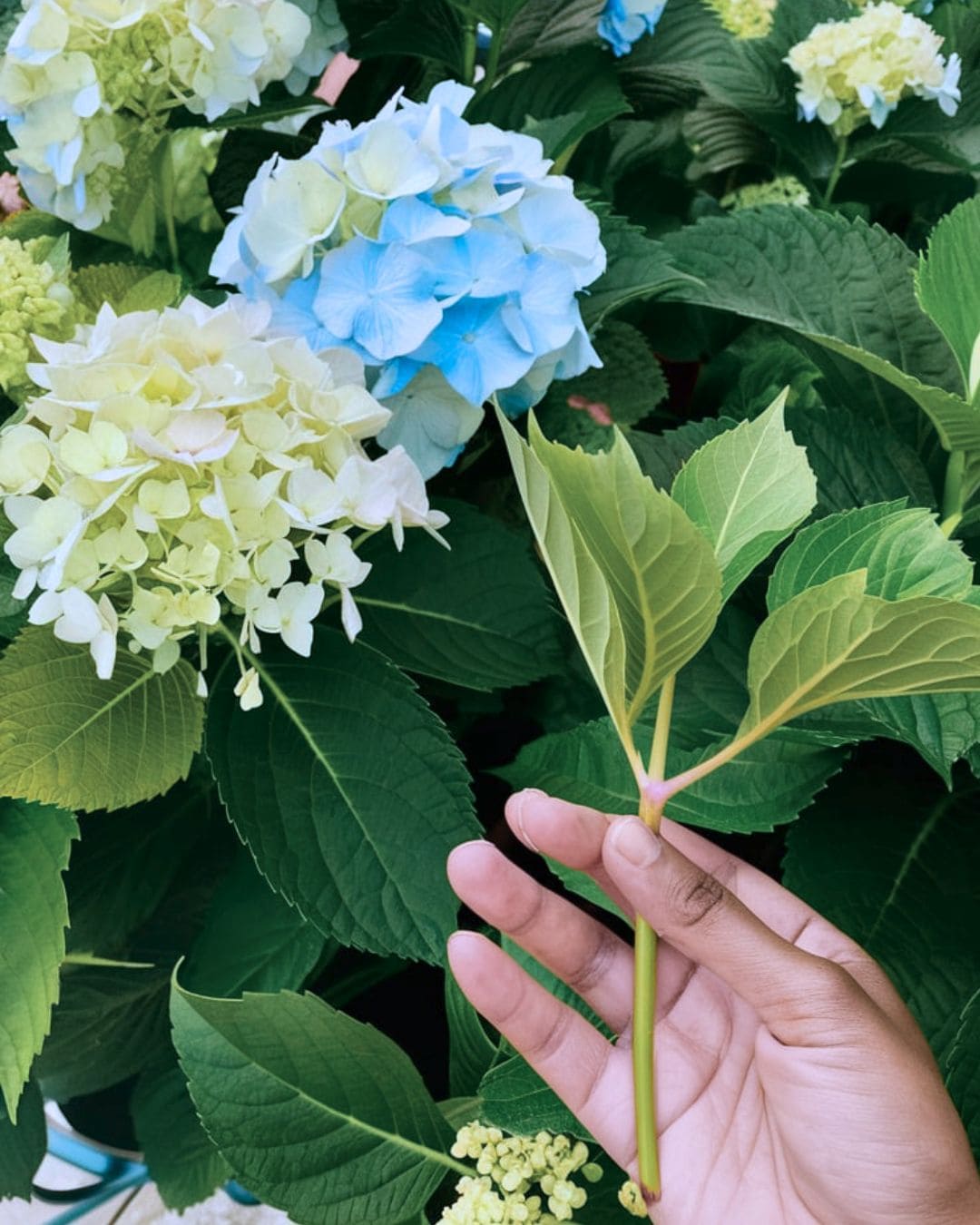 How To Propagate Hydrangea Cuttings {99% Success Rate}