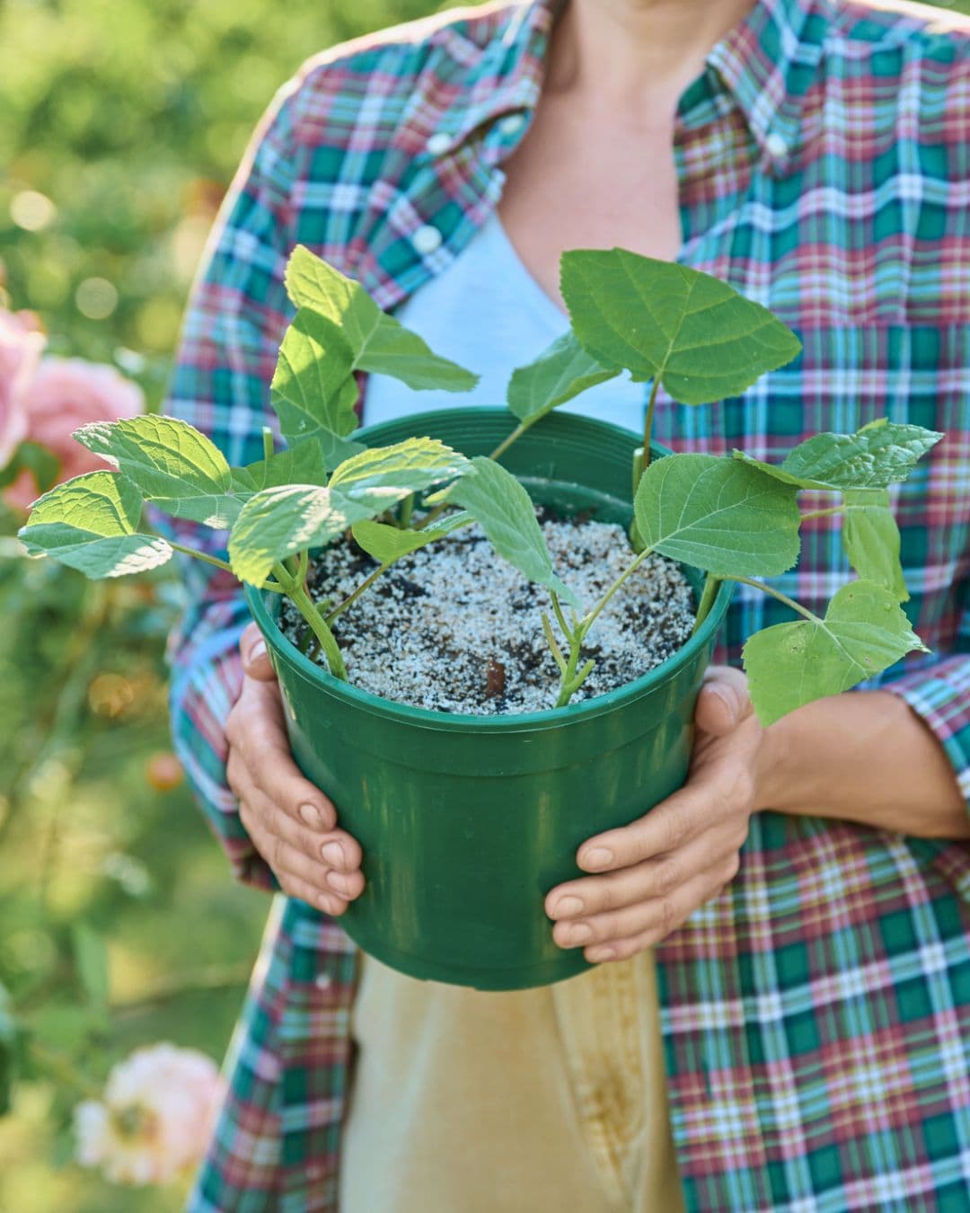 How To Propagate Hydrangea Cuttings {99% Success Rate}