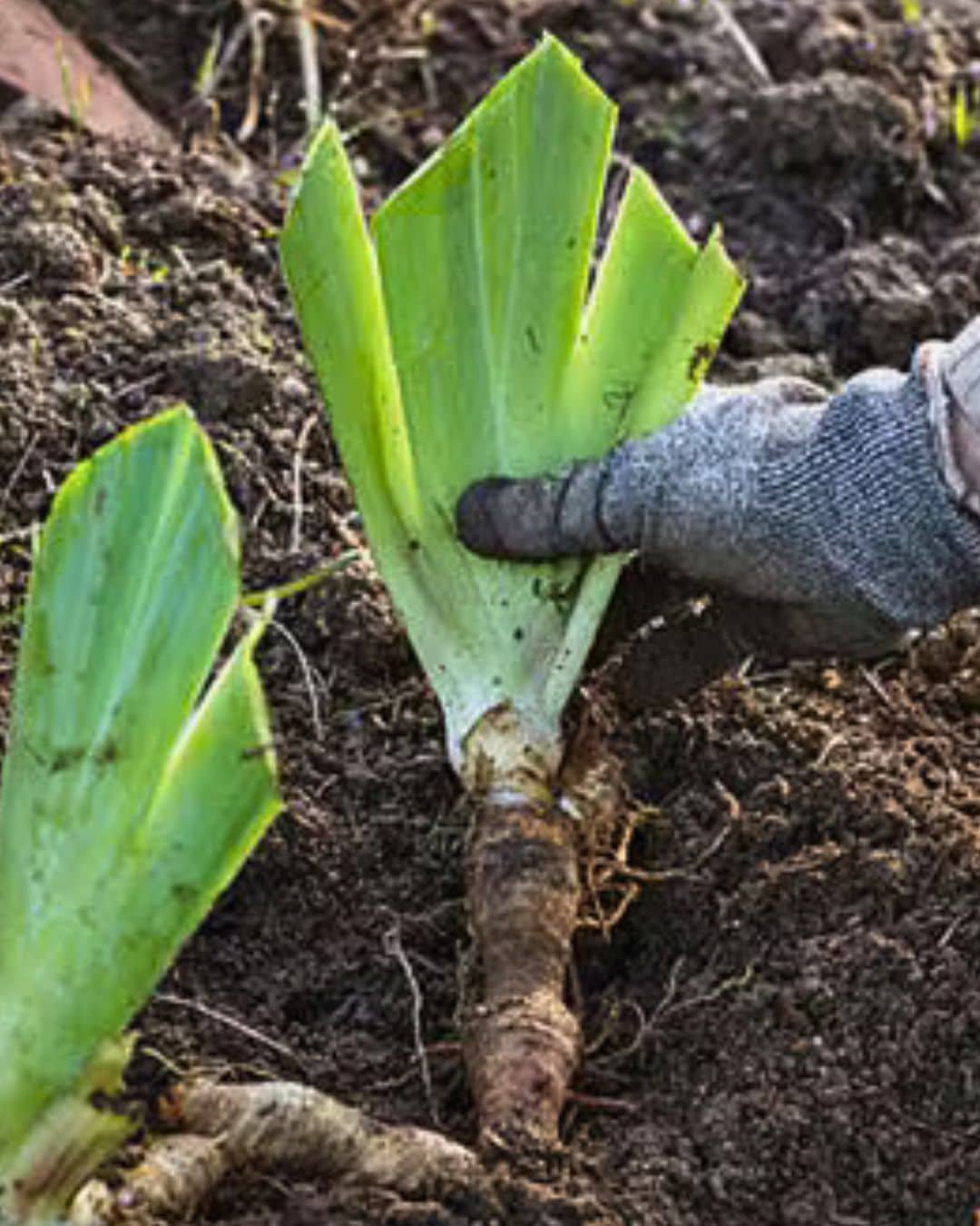 How to Divide and Replant Irises in Your Garden