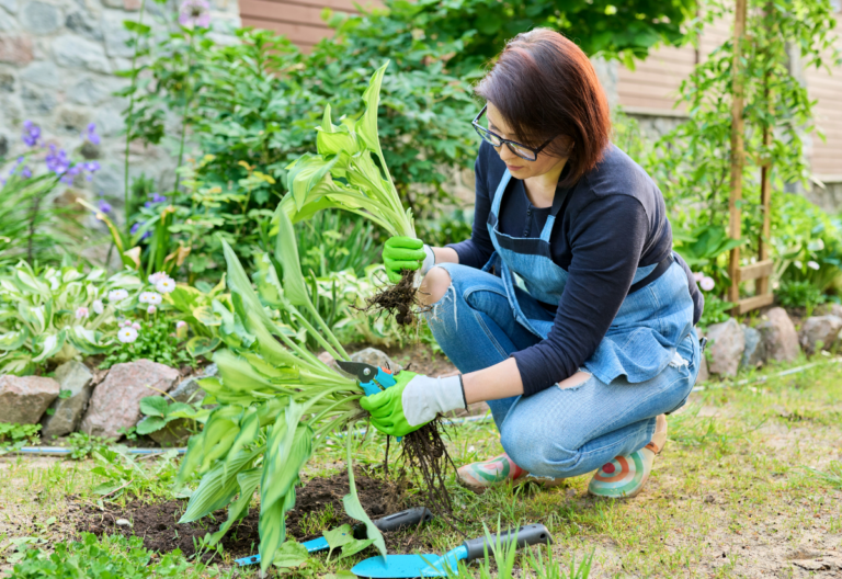 How to Divide Hosta Plant and When Is the Best Time to Do?