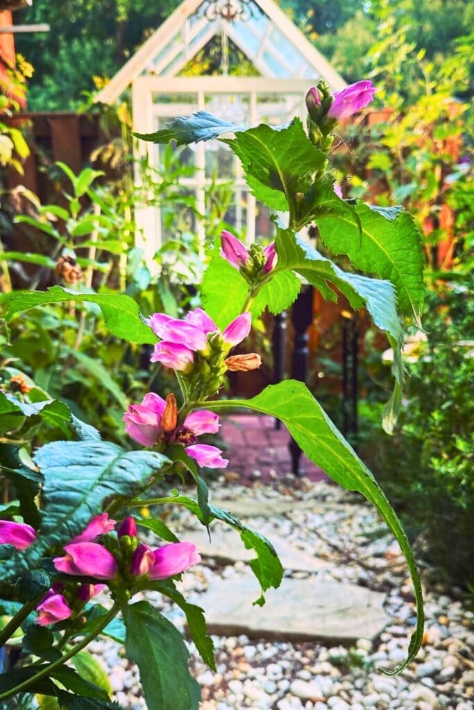 Chelone lyonii ‘Hot Lips’ (Pink Turtlehead)