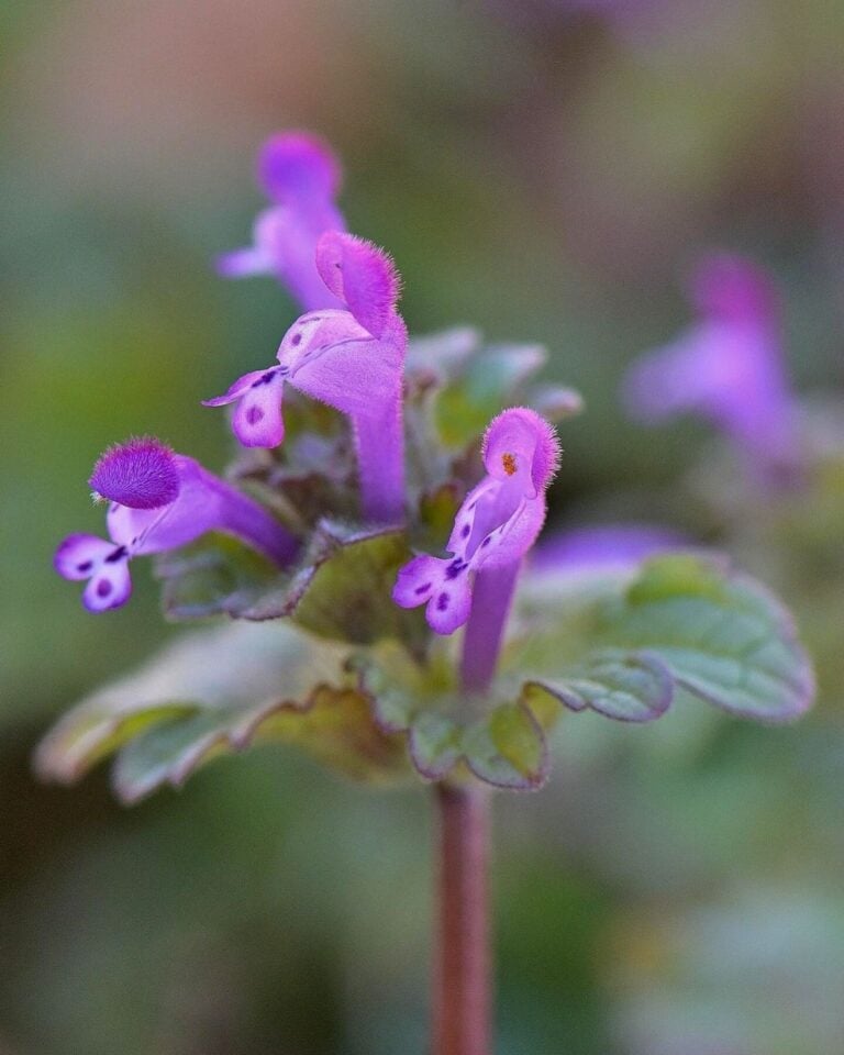 Identify and Forage for Purple Dead Nettle (& Ways to Use It)