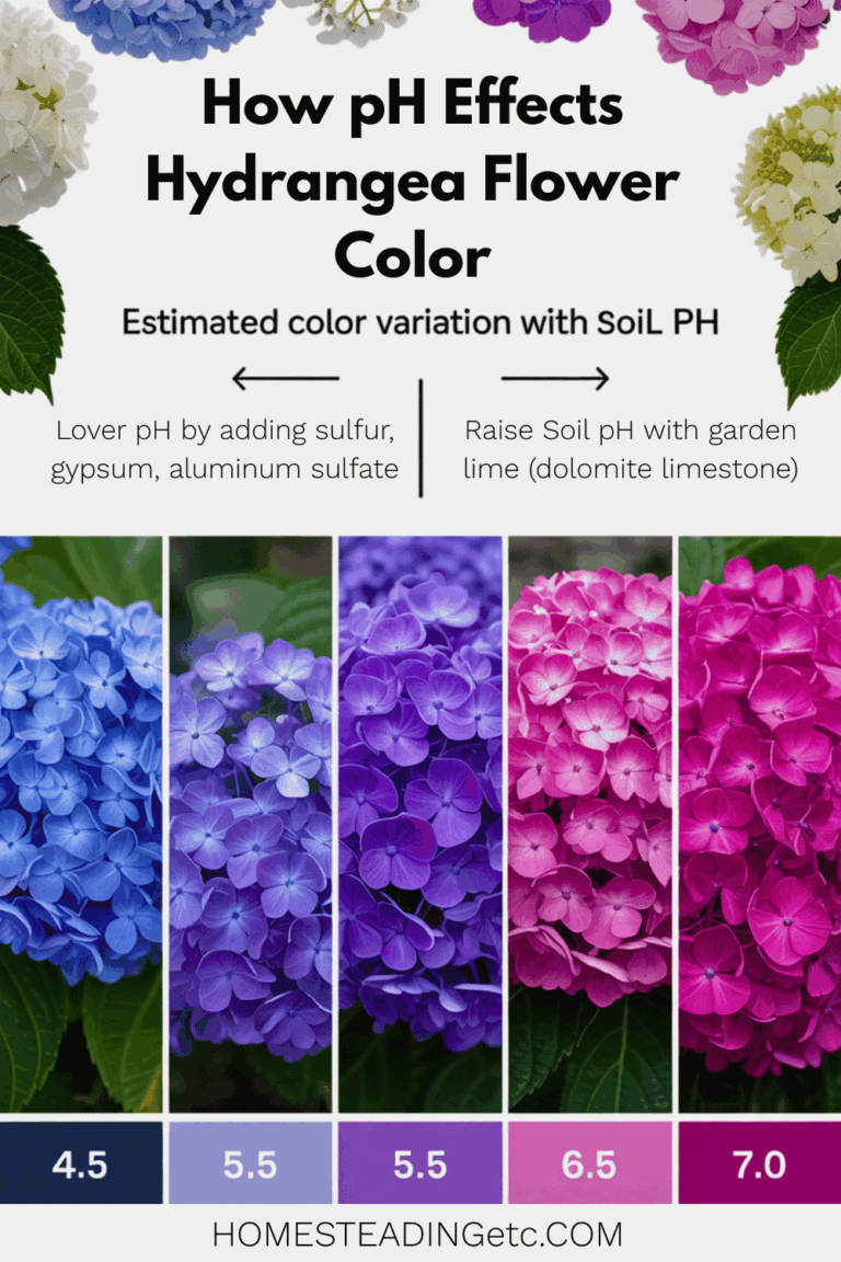 How to Change Hydrangea Color to Blue, Pink Or Even Purple