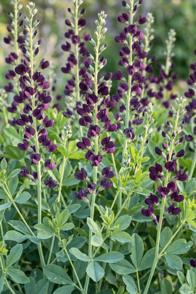 Baptisia 'Dutch Chocolate'