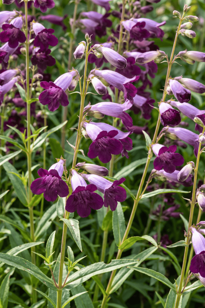 Penstemon 'Blackbird'