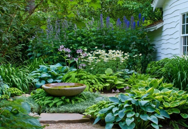 Shade Perennials That Grow Tall