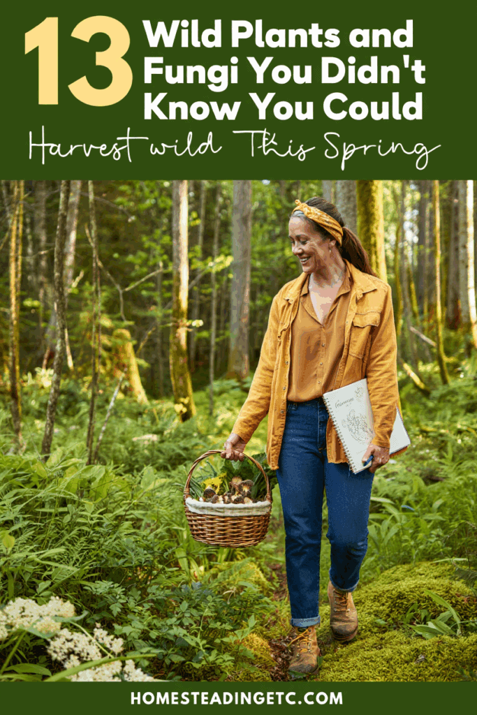 Foraging Basics