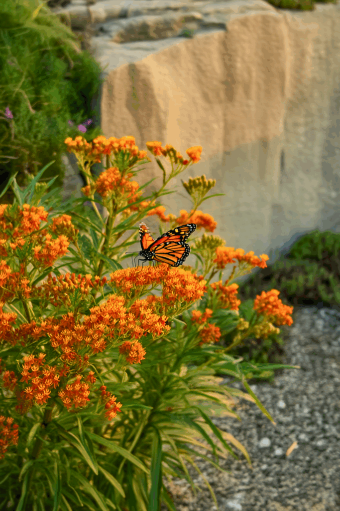 Asclepias tuberosa (Butterfly Weed)