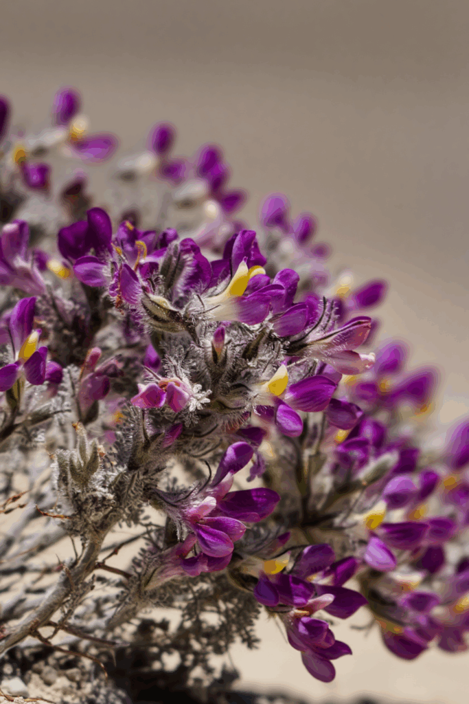 Dalea formosa (Feather Dalea)
