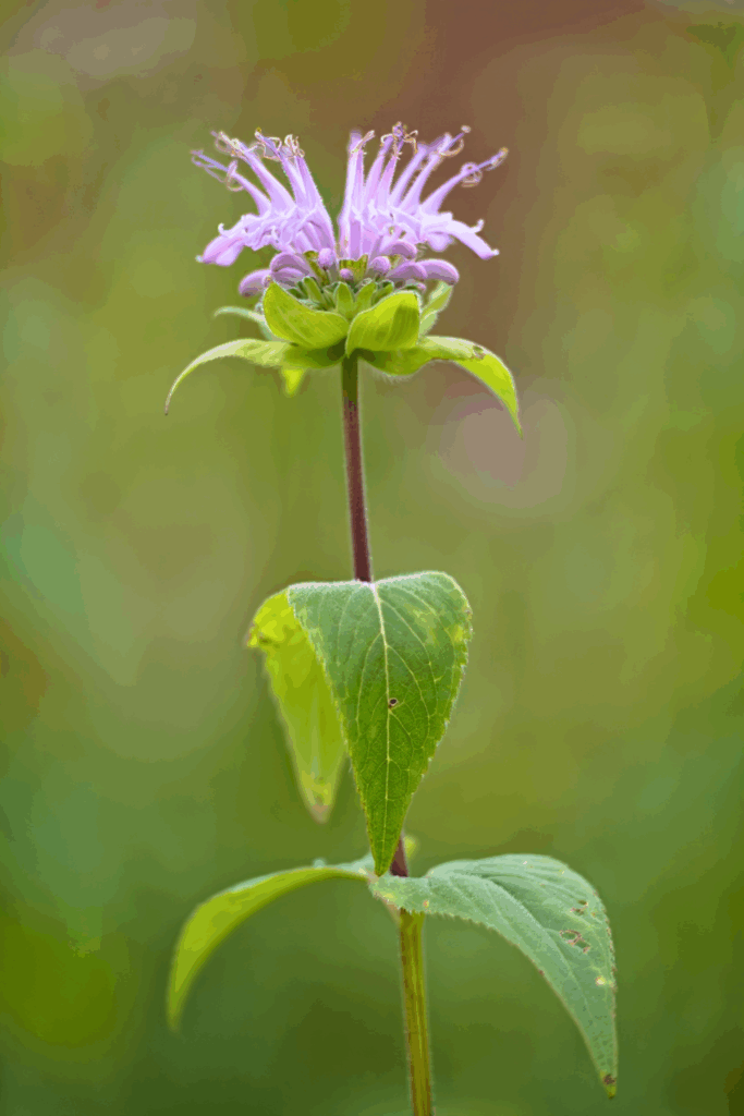 Monarda fistulosa (Wild Bergamot)