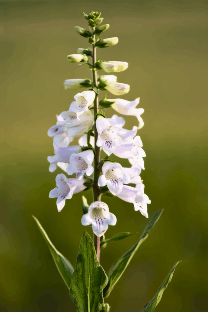 Penstemon digitalis (Foxglove Beardtongue) 2