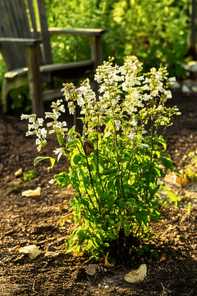 Penstemon digitalis landscape 2