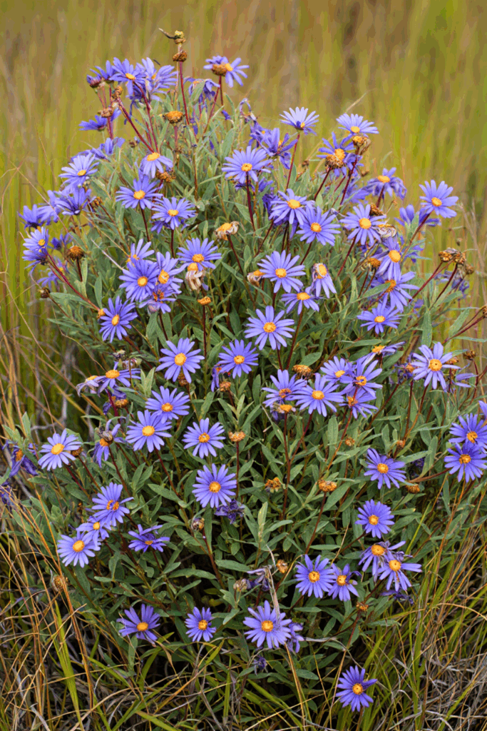 Symphyotrichum oblongifolium (Aromatic Aster)
