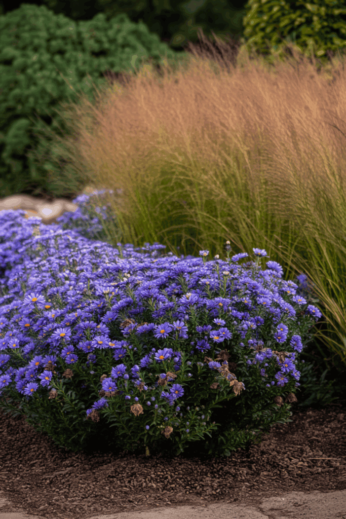 Symphyotrichum oblongifolium landscape