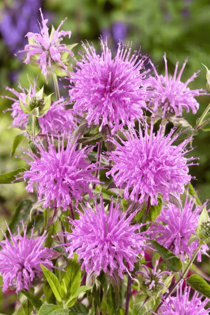 Monarda fistulosa