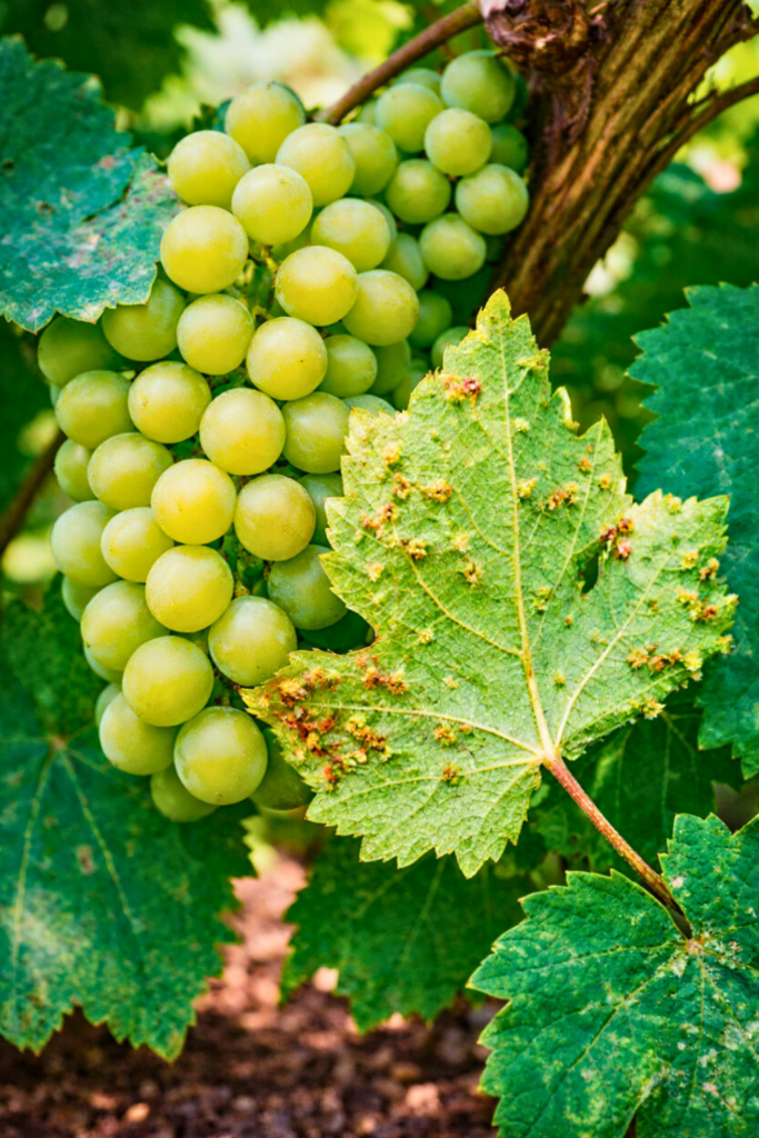 Gall Growths (Insect-Induced & Bacterial Tissue Hijacking)