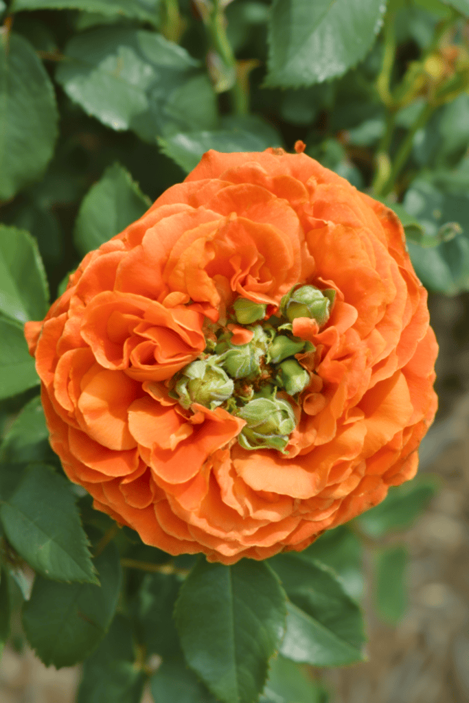 Proliferation (Floral Reversion & Meristem Misfiring)