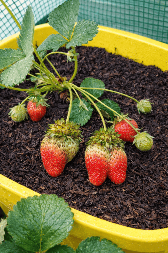 Rosette-Type Stunting (Phytoplasma & Growth-Regulator Injury)