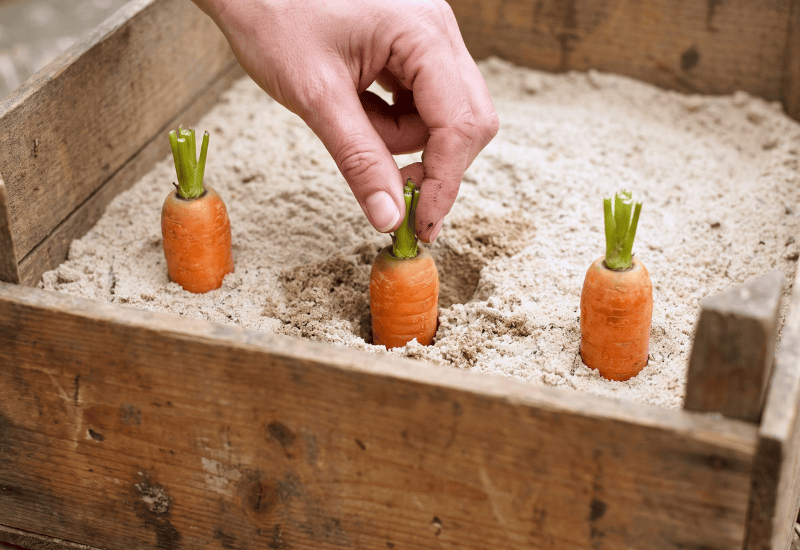 Sand Keeps Carrots Fresh