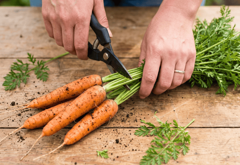 Step-by-Step Guide for Storing Carrots in Sand