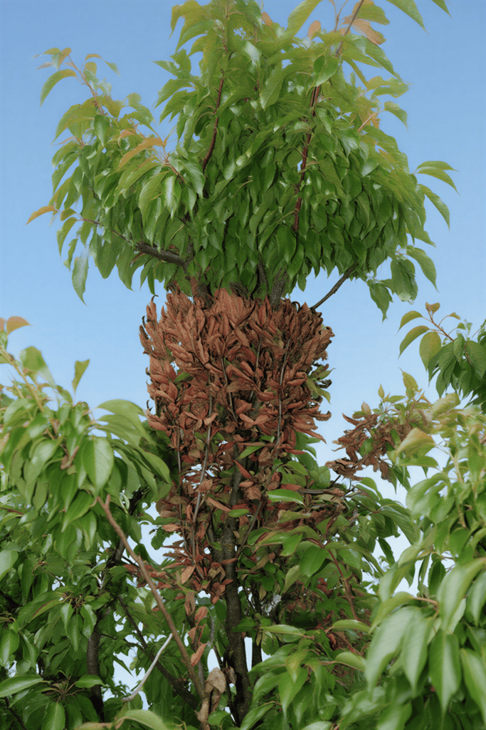 Witch’s Broom (Hormone Hijacking & Meristem Overactivation)