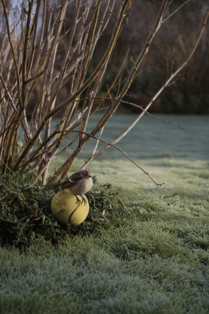 Old Tennis Balls You’ve Stopped Playing With