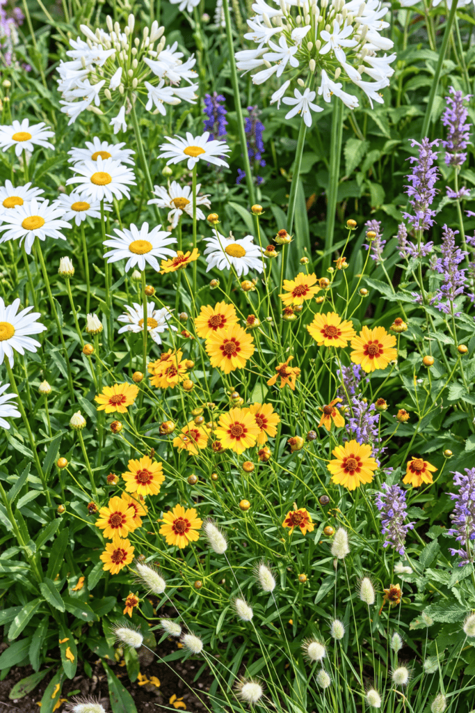 Blanket Flower (Gaillardia × grandiflora or G. aristata)