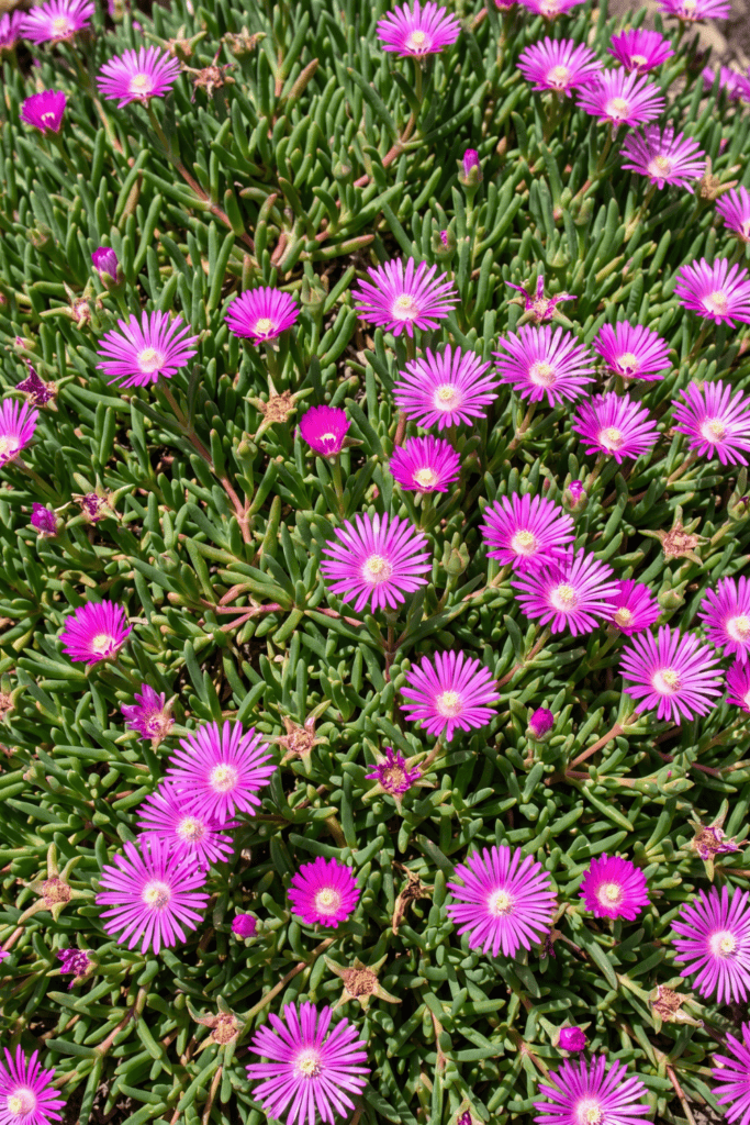 Hardy Ice Plant (Delosperma cooperi) 2