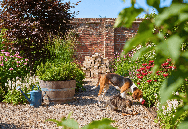 pet friendly perennials