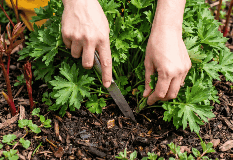 Border Plants to Propagate in April From Cuttings