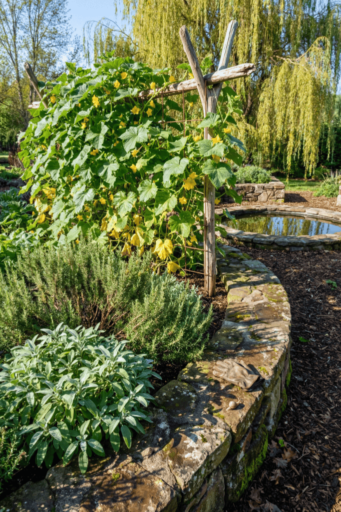 The Pollinator Trap Hiding in Your Herb Garden