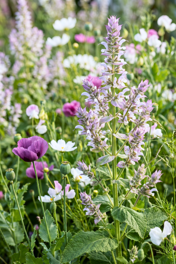 Clary Sage