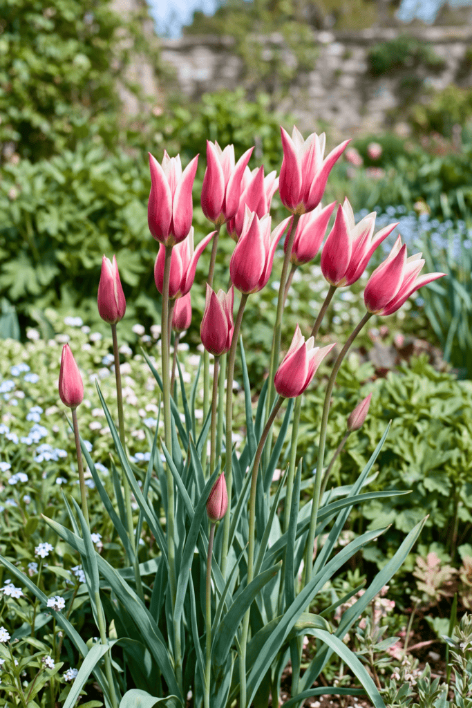 Lady Tulip