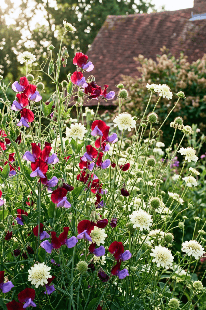 Sweet Peas