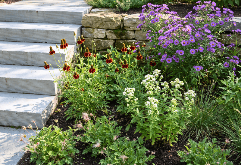 8 Native Wildflower Seeds That Need a Cold Winter Before They’ll Grow and Thrive When You Sow Them in Fall