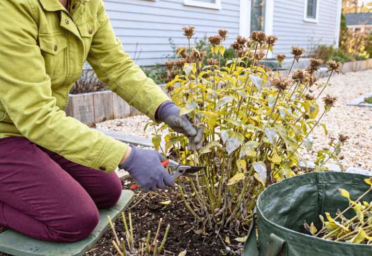 8 Perennials to Cut Back in October If You Don’t Want Pests and Disease Next Spring