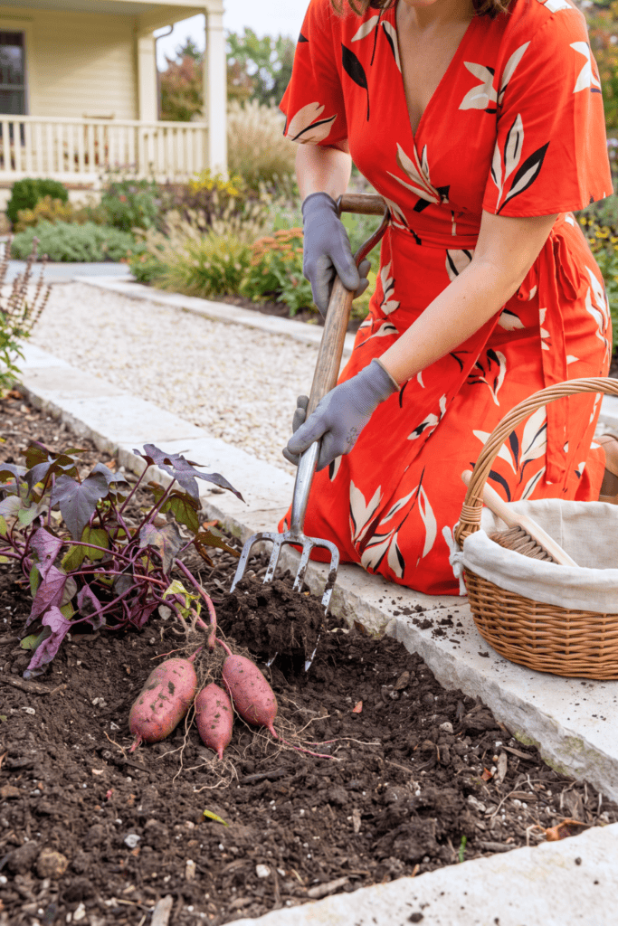 Dig Now, Before the Cold Soil Kill