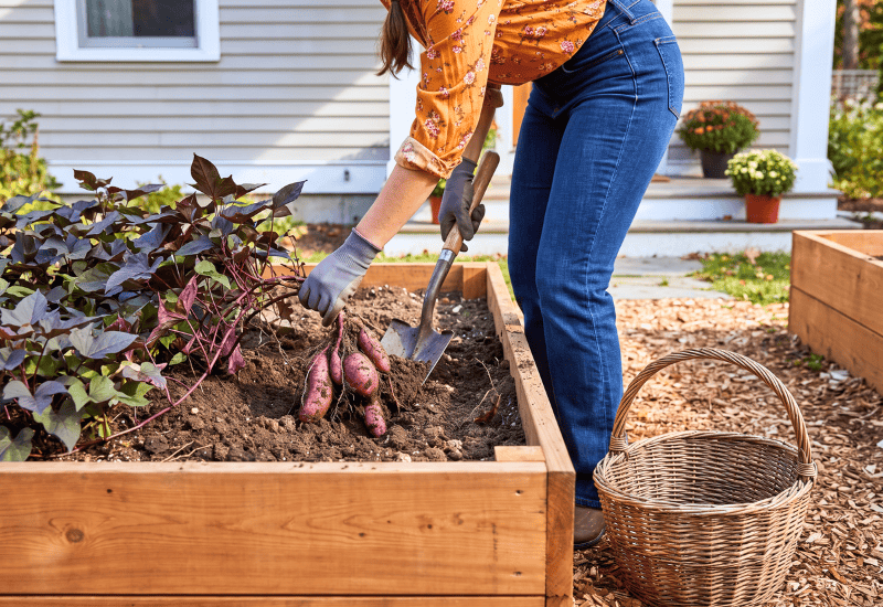 Your Sweet Potato Vine Doesn&rsquo;t Have to Die This Winter &mdash; Save the Tubers and It Comes Back Free
